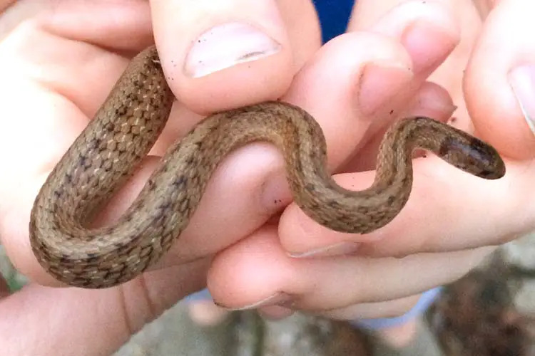 A small brown garden snake captured at our country farmhouse in magnolia