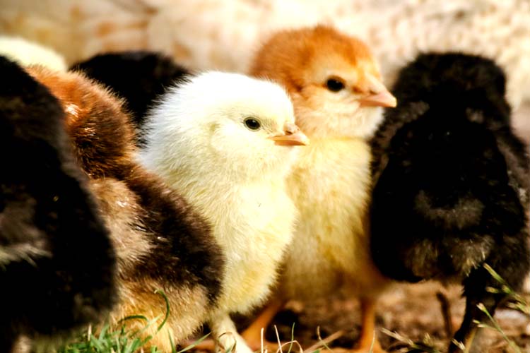 Newly hatched orpington, barred rock, americauna, easter egger chicks on a farm