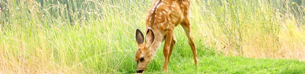 baby deer fawn grazing in the country pasture farmhouse