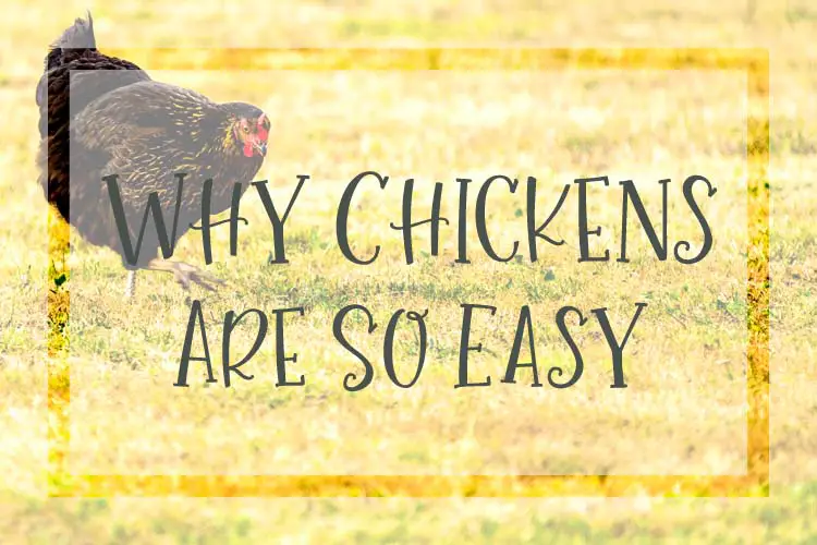 A hen free ranging over a country grass pasture eating bugs Why Chickens are Easy to Keep