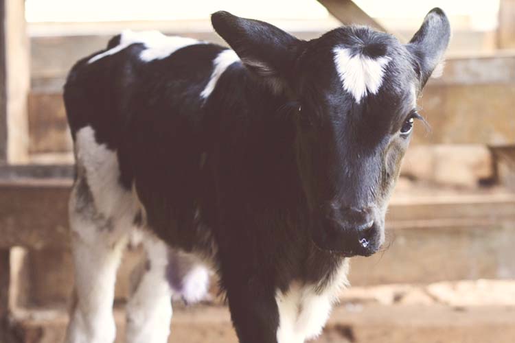 A dairy calf in a barn wood stall on a farm