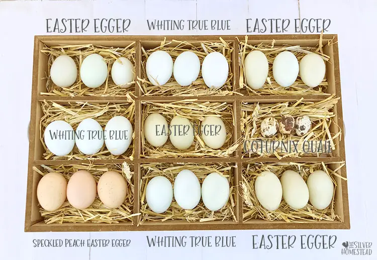 Rainbow hatching eggs color chicken egg colors by breed golden lace wyandotte barred rock peach easter egger blue easter egger green olive buff orpington labeled egg picture photo pic hatching eggs chicks fertile speckled welsummer chicken egg colors by breed whiting true blue jade egger moss dark olive copper marans prairie bluebell egger rhode island red coturnix quail