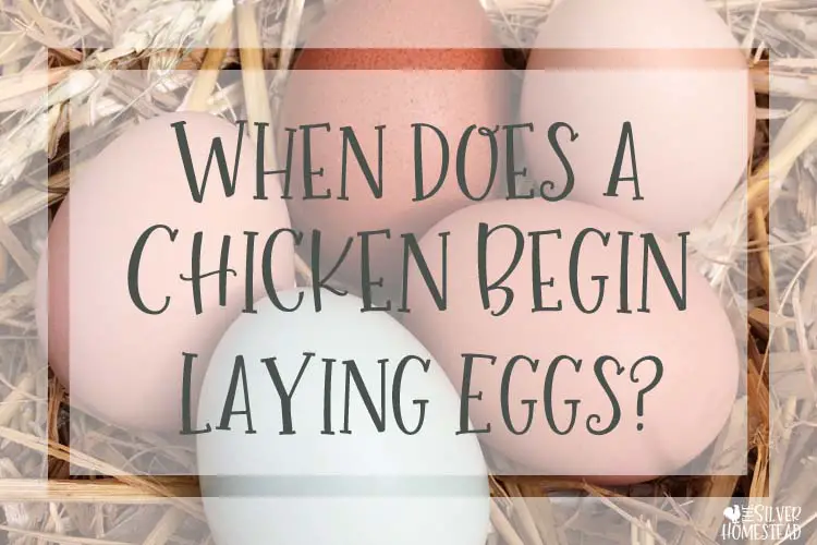 When does a chicken begin laying eggs