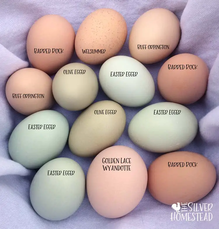 Eggs labeled by breed and color easter egger blue, olive egger green, buff orpington, barred, rock, welsummer purple speckled, golden lace wyandotte pink brown