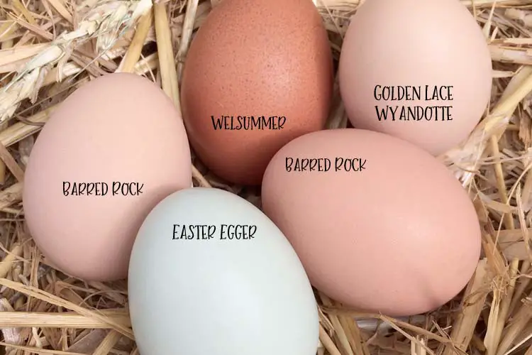Chicken Egg Colors by Breed, welsummer egg, blue easter egger egg