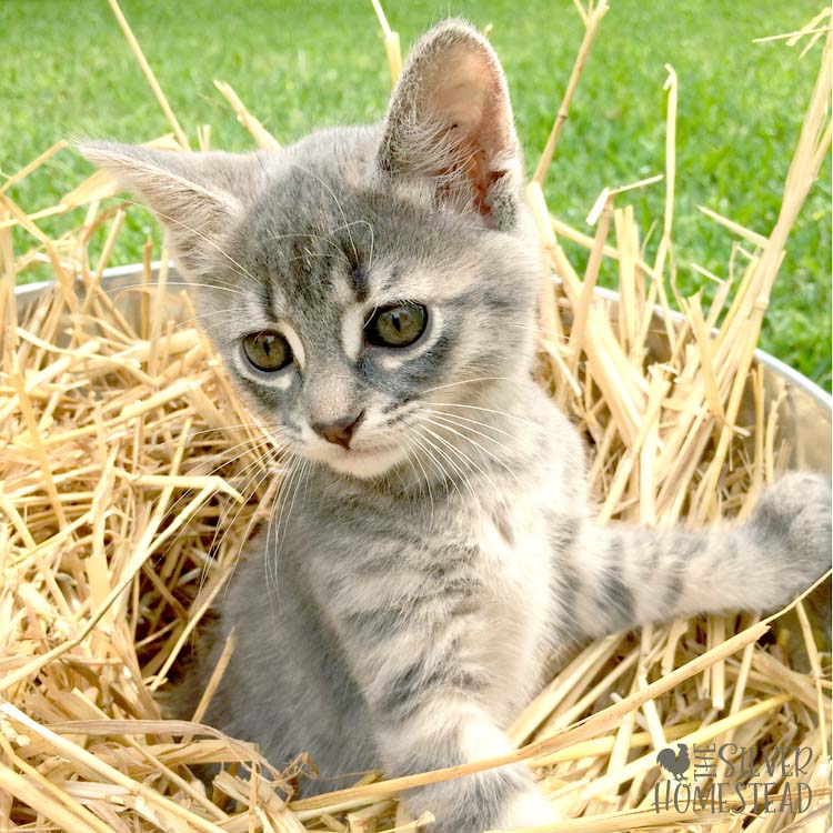 kitten in bucket of straw chicken coop nest cats useful on homestead farm ranch barn cat