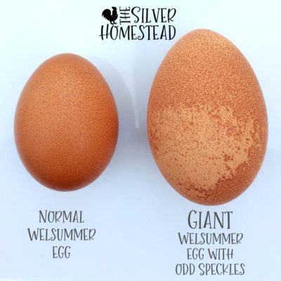 Weird Chicken Eggs - Silver Homestead