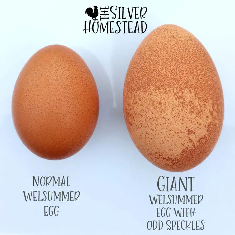 weird chicken egg giant triple yolk welsummer egg with odd speckles