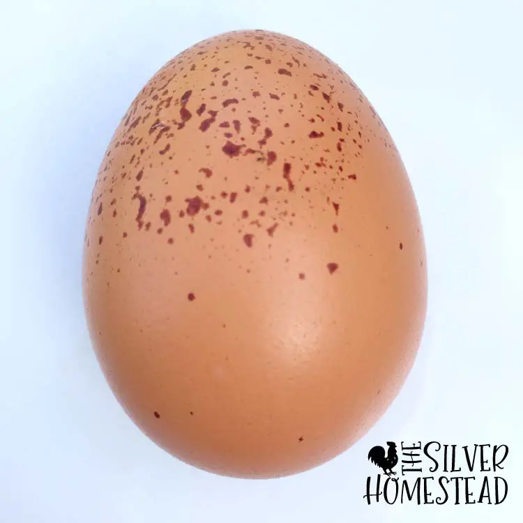 weird chicken egg half speckled on top two color egg