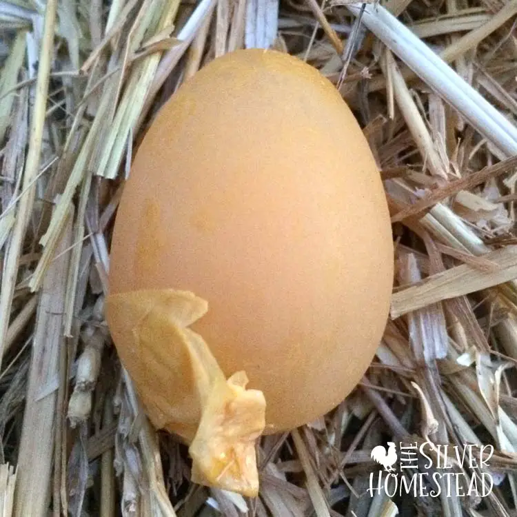 weird chicken egg with no shell