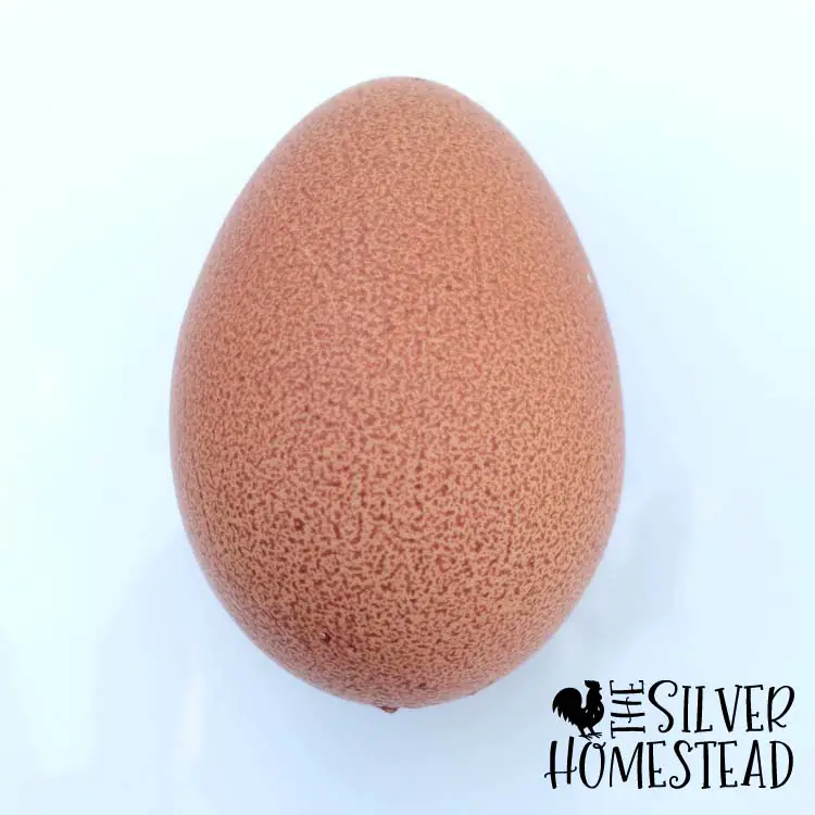 weird chicken egg pixelated lots of tiny speckles
