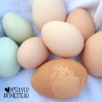 Weird Chicken Eggs - Silver Homestead