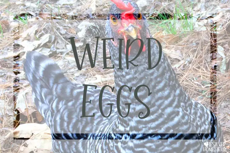 weird looking chicken eggs