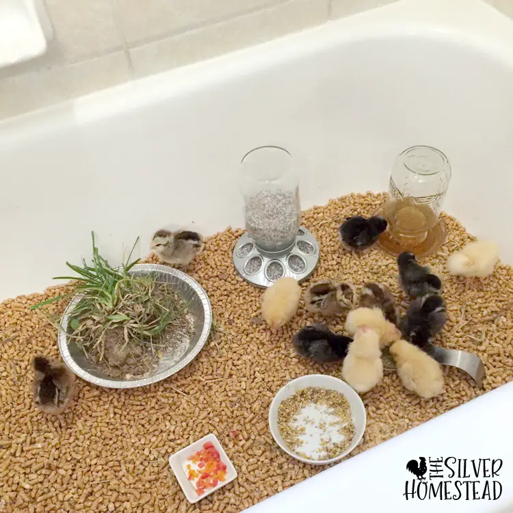 How to Raise baby Chicks chickens in bath tub bathtub