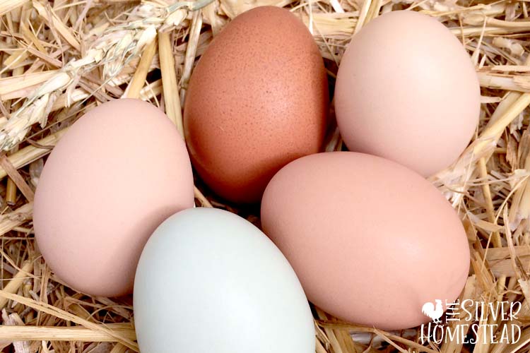 eggs in nest straw easter egger hen farm fresh laid rainbow eggs