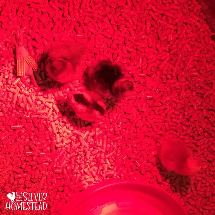 bantam chicks in a brooder with heat lamp