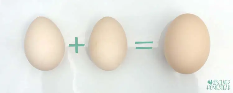 bantam egg math two eggs equal normal standard regular sized fresh egg in baking small feed bill