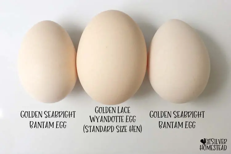 bantam golden seabright egg comparison golden lace wyandotte standard large egg bantam vs regular standard chicken egg size