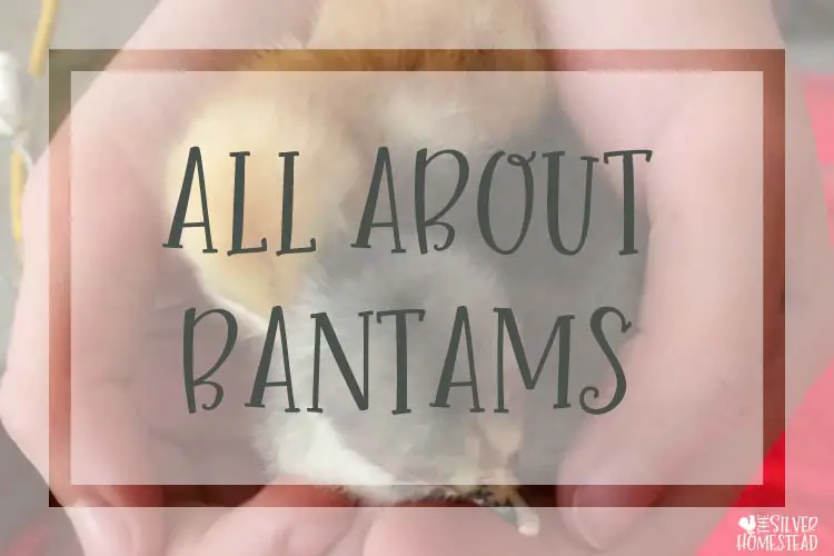 Bantam (Miniature) Chickens: Small, Quiet Egg Layers