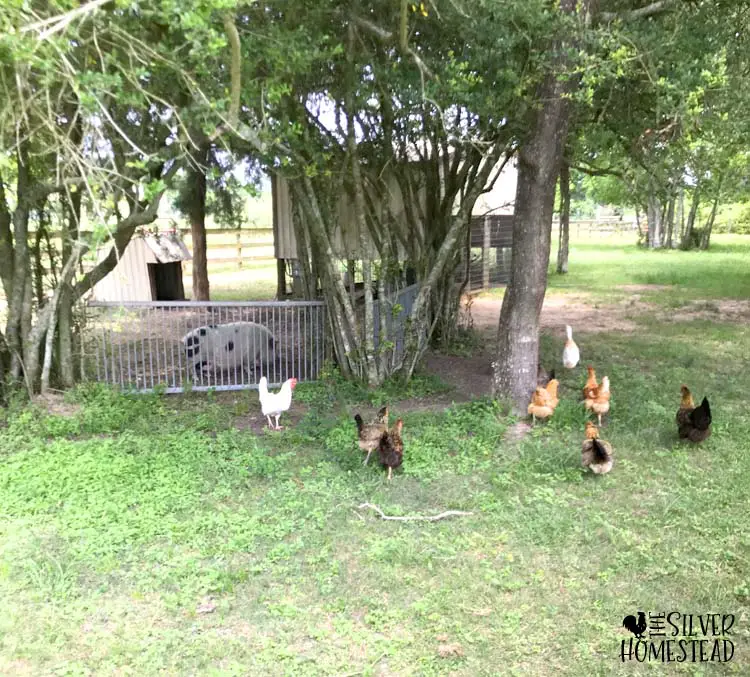 free range chickens duck pigs at Aitken farm in tomball texas