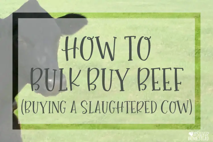 how to bulk buy beef buy a cow slaughtered beef bull grass fed pasture raised local food organic