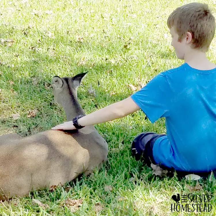 boy pets a whitetail deer