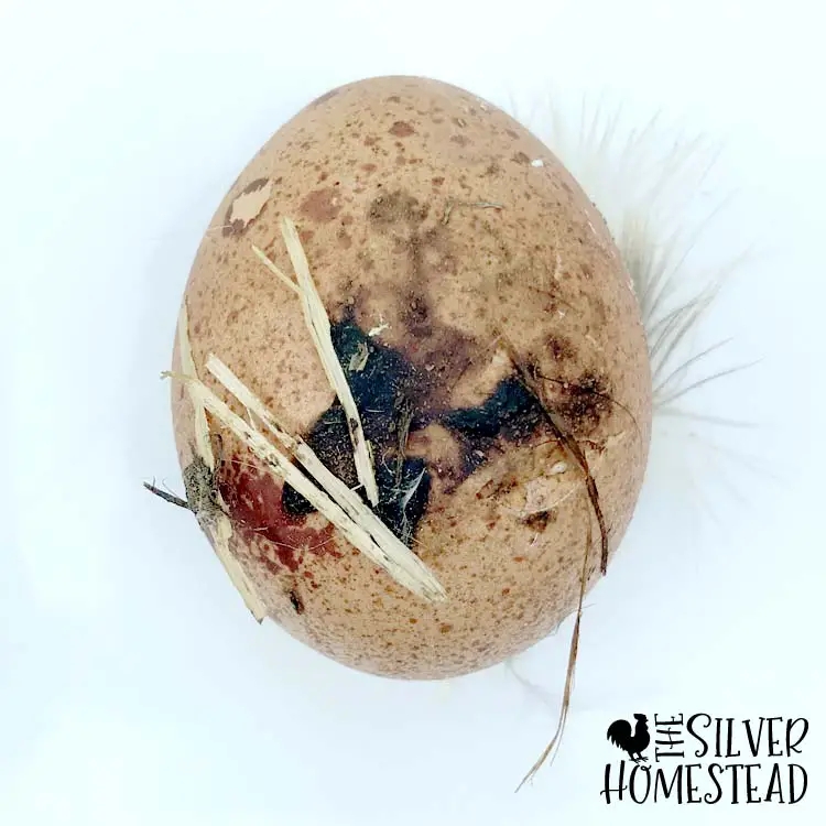 ugly weird welsummer egg with poop on it feathers straw stuck to it