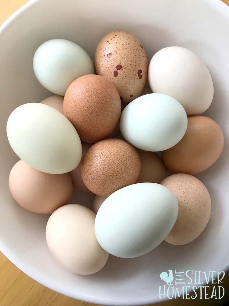 Bowl of blue, green, white, cream, brown easter egger welsummer golden lace wyandotte eggs