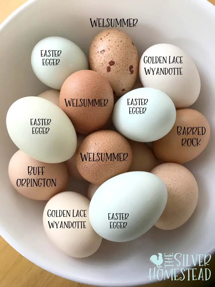 Bowl full of green, blue, brown, cream, speckled easter egger welsummer golden lace wyandotte eggs