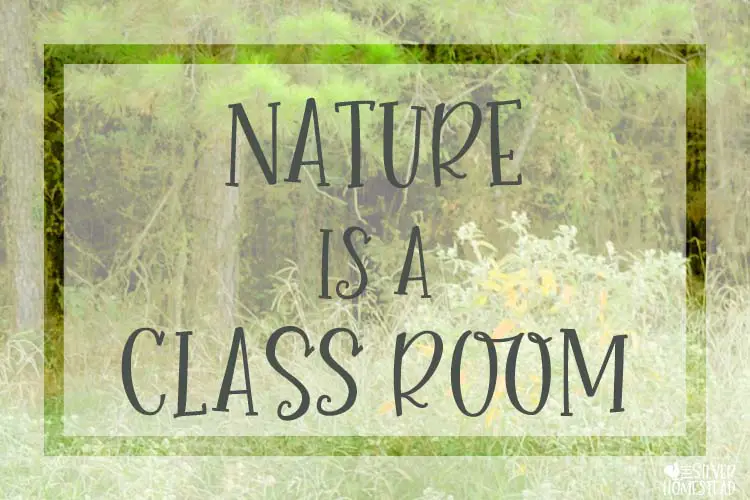 Nature is a class room waldorf forest outside learning