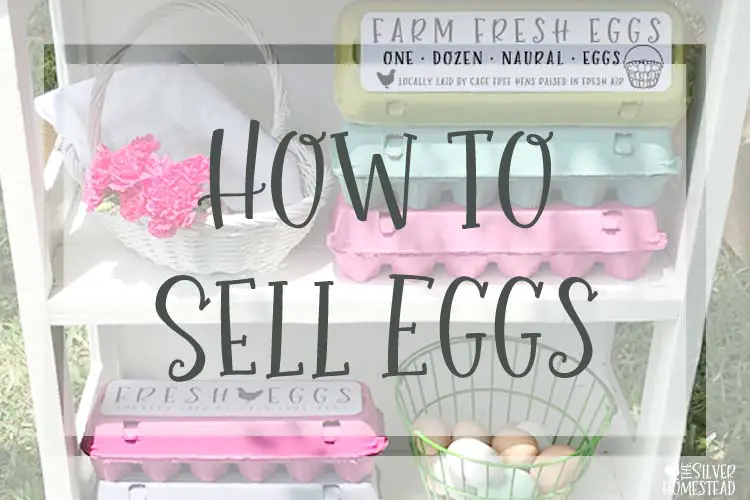 How to Sell Your Fresh Chicken Eggs