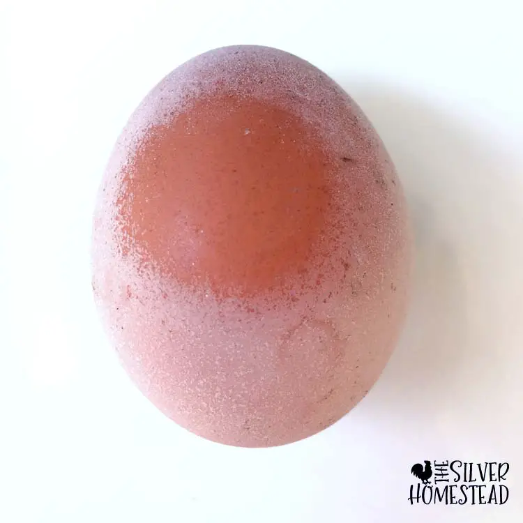 weird egg over calcified barred rock strange