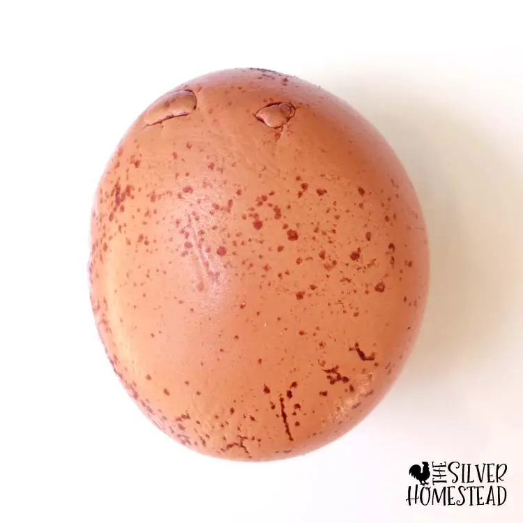 weird welsummer egg potato shape with lumps and speckles splotches