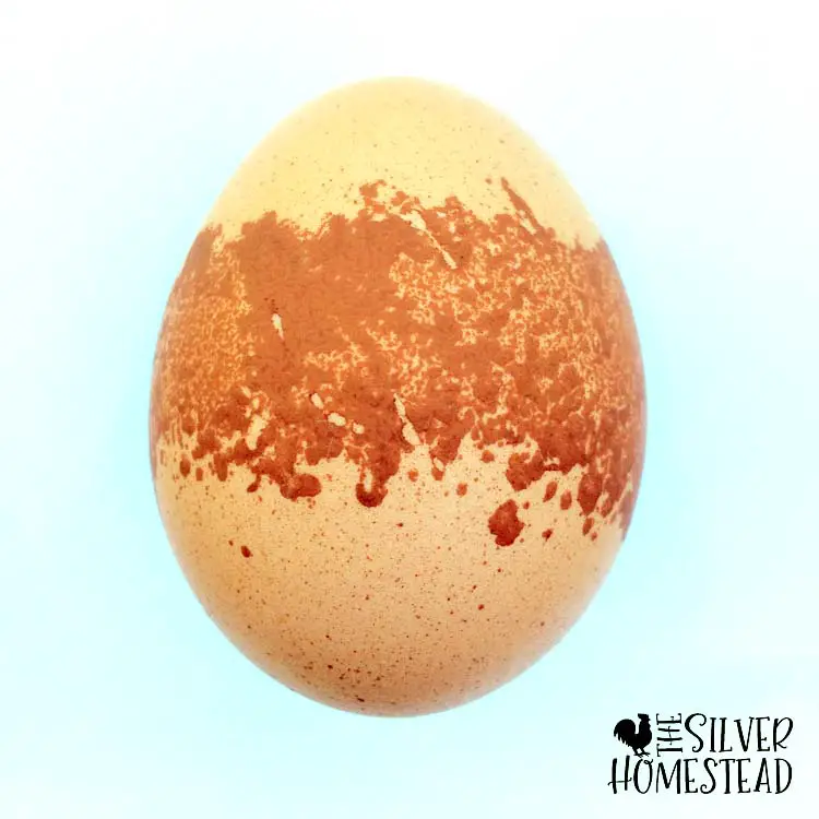 weird welsummer egg pigmentation issues