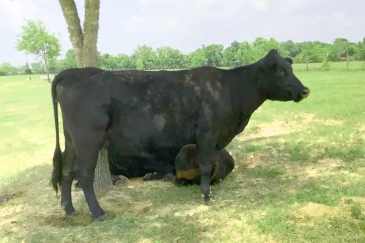black angus cow From Farm to Freezer: How to Buy a Grass Fed Beef Cow