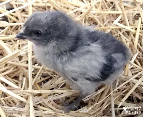 Prairie Bluebell Egger blue gray chick lays blue colored easter egger eggs bright vibrant blue laying hybrid chicken breed neon blue eggs