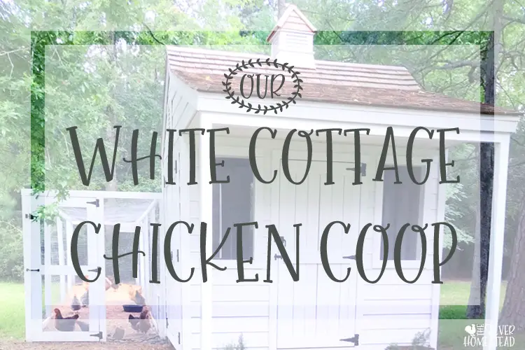 Silver homestead white cottage chicken coop hen house building plans DIY build plan directions instructions farmhouse style tiny house chicks backyard chickens keeping southern board and batten style shiplap plank siding hardi board ship lap magnolia texas