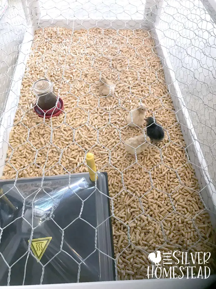 How to Raise Baby Chicken Chicks in a brooder
