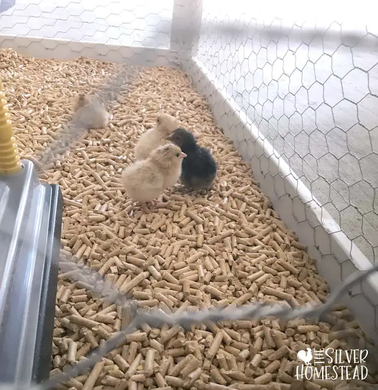 Chicks in custom built brooder DIY white coop chicken tractor