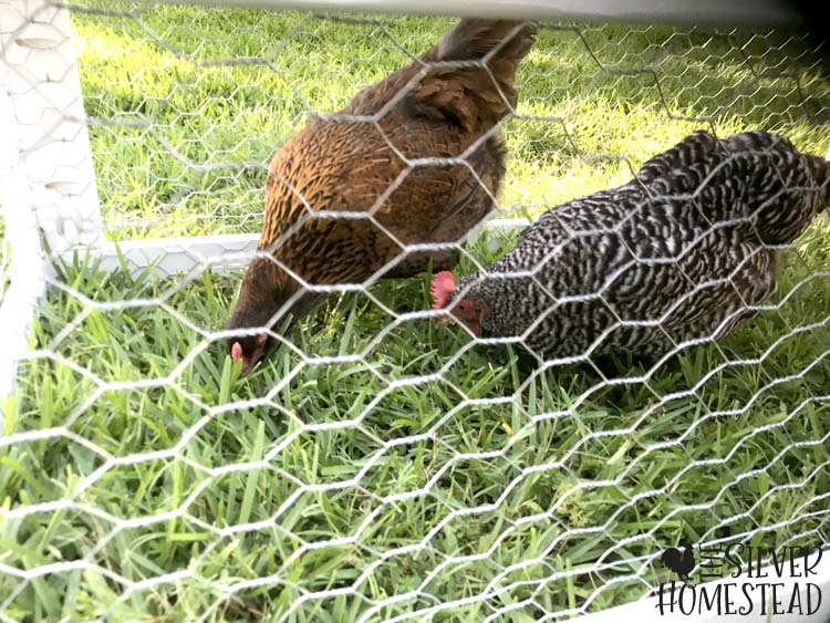 Chickens hens on grass in open bottom brooder