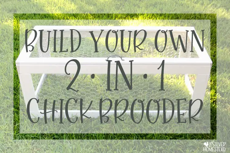 build your own DIY building plans cut list chick brooder chicks chicken brooding box hutch pen cage coop coup livestock pen garage white cottage farmhouse style chicken wire hardware cloth open bottom top lid lidded chicken keeping hatch chicks