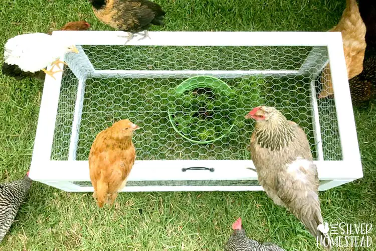Build your own 2 in 1 chick brooder green house white chicken coop