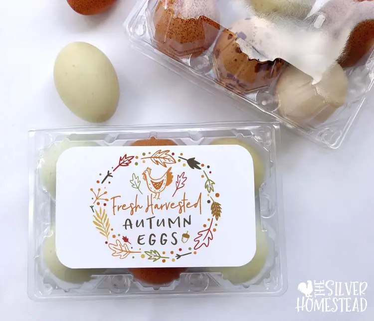 Fresh Harvested Autumn mini egg carton topper chicken eggs 
