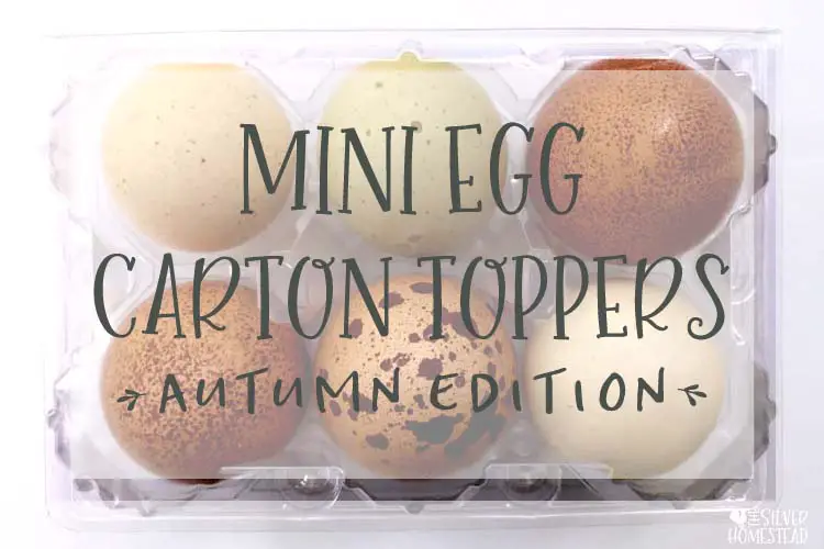Autumn Mini Egg Carton Topper