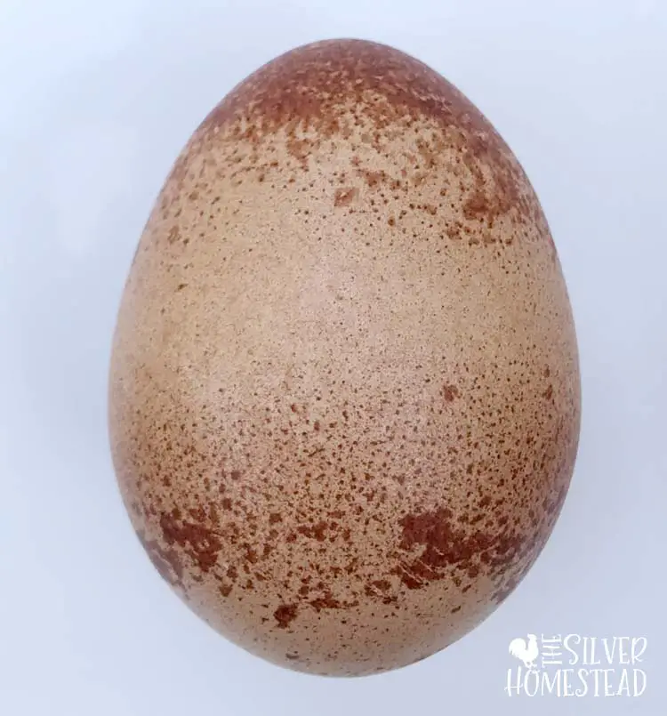 Weird welsummer speckled chicken egg unusual rare spotted wild bird