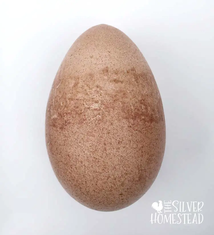 Weird welsummer chicken egg
