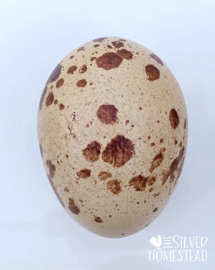 Weird chicken egg polka dots speckled Welsummer egg
