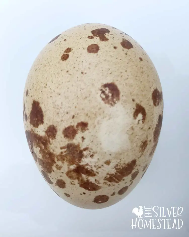 Weird egg speckled dots unique Welsummer egg