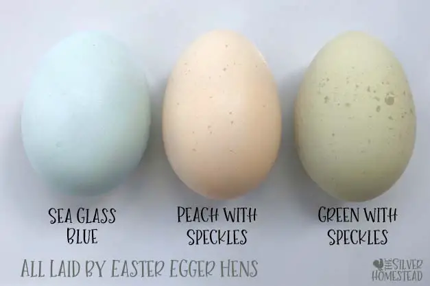Americana eggs blue green speckled peach Chicken Egg Colors by Breed easter egger eggs labeled row image pics photo pictures