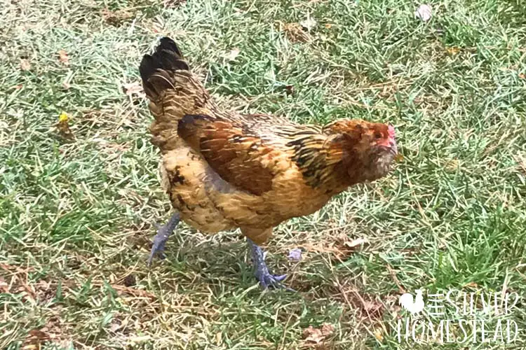 Easter egger hen with slate blue legs